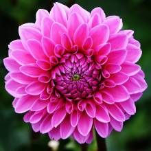 Diamond Painting picture, dahlia, angular stones, approx. 40x40cm, 50 colours, full picture