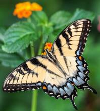 Diamond Painting picture, butterfly on flower, round stones, approx. 40x30cm, 32 colors, full picture