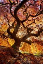 Diamond Painting Bild, Baum im Herbstlicht, 55 Farben, runde Steinchen, 90x72cm, Vollbild