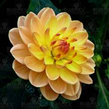 Diamond Painting Bild, Dahlie, orange, runde Steinchen, 50x50cm, 40 Farben, Vollbild