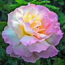 Diamond Painting picture, pastel flower, round stones, 70x70cm, 50 colours, full picture