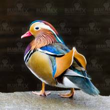 Diamond Painting picture, mandarin duck, square stones, 60x60cm, 45 colors, full picture