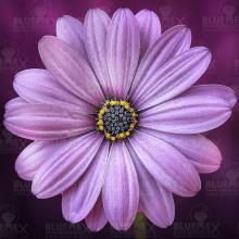 Diamond Painting picture, blossom, purple, 30 colours, square stones, approx. 40x40cm, full picture