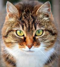 Diamond Painting Bild, Tigerkatze, runde Steinchen, 55x50cm, 50 Farben, Vollbild