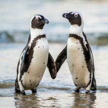 Diamond Painting picture, penguin pair, round stones, 60x60cm, 45 colors, full picture