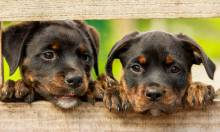 Diamond Painting Bild, Rottweiler Welpen, runde Steinchen, ca. 55x33cm, 89 Farben, Vollbild