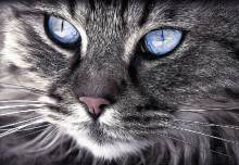 Diamond Painting Bild, Katzenportrait, runde Steinchen, ca. 90x61cm, 80 Farben, Vollbild