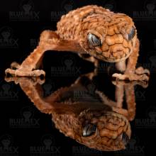 Diamond Painting picture, gecko, round stones, approx. 90x90 cm, 100 colours