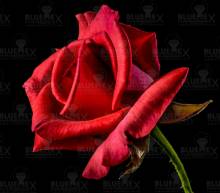 Diamond Painting Bild, Blume der Liebe, runde Steinchen, 50x50cm, 45 Farben, Vollbild