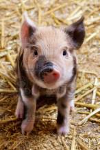 Diamond Painting Bild, Ferkel, runde Steinchen, 60x90cm, 50 Farben, Vollbild