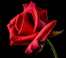 Diamond Painting picture, flower of love, round stones, 50x50cm, 45 colors, full image